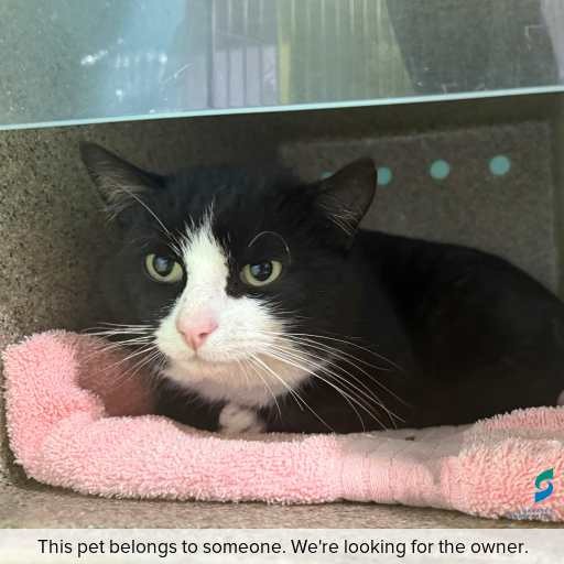 Photo of cat with ID of : C250853.