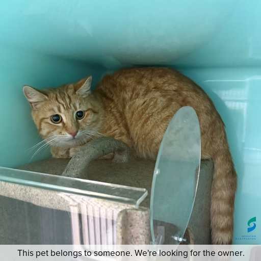Photo of cat with ID of : C250854.