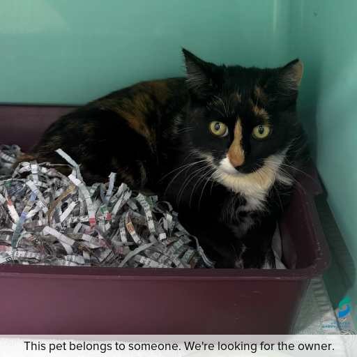Photo of cat with ID of : C250856.