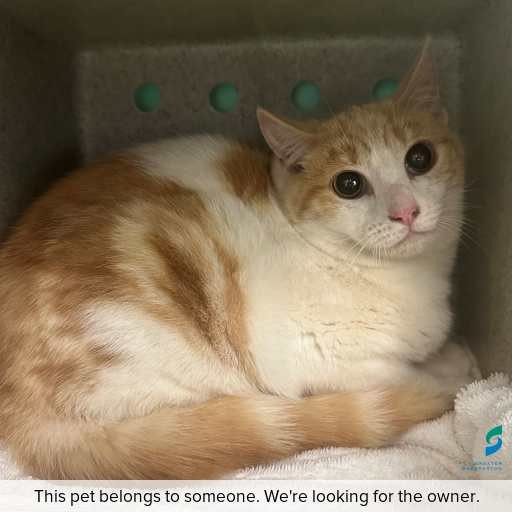 Photo of cat with ID of : C250857.