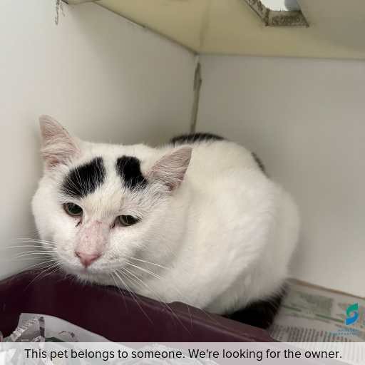 Photo of cat with ID of : C250858.