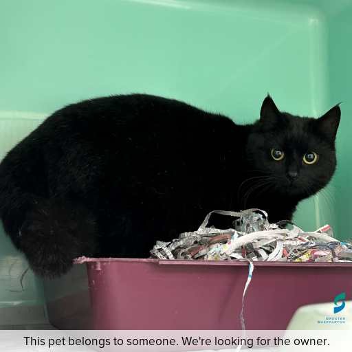 Photo of cat with ID of : C250859.