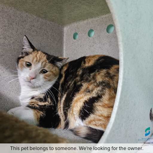 Photo of cat with ID of : C250933.