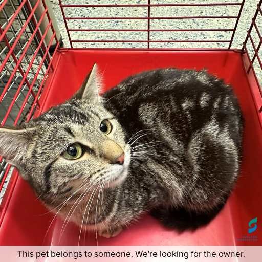 Photo of cat with ID of : C250949.