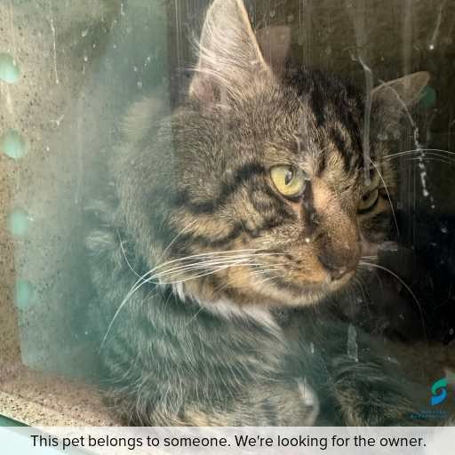 Photo of cat with ID of : C250962.