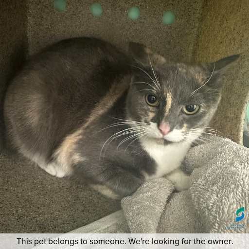 Photo of cat with ID of : C250965.