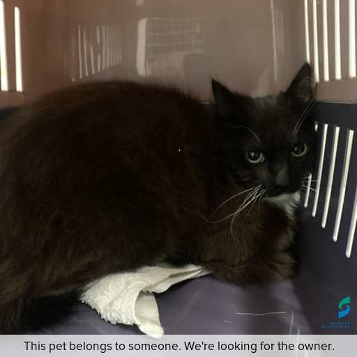 Photo of cat with ID of : C250973.