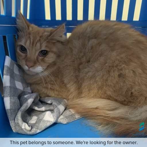 Photo of cat with ID of : C250974.