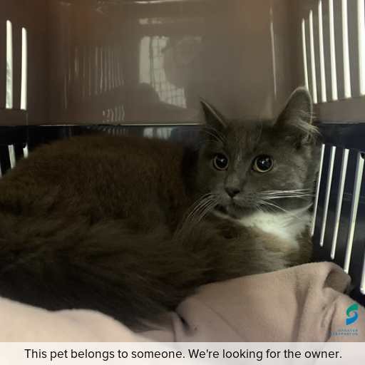 Photo of cat with ID of : C250975.