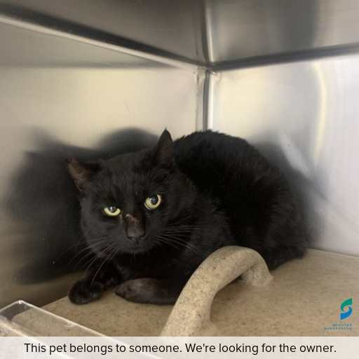 Photo of cat with ID of : C250976.