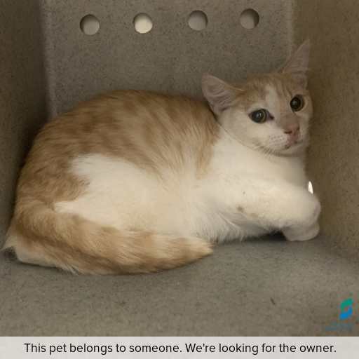 Photo of cat with ID of : C250971.