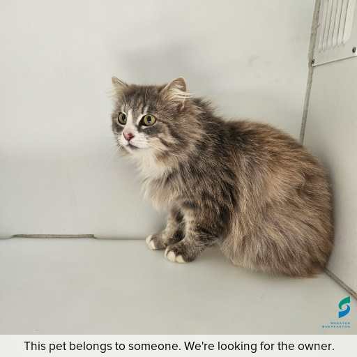 Photo of cat with ID of : C250983.