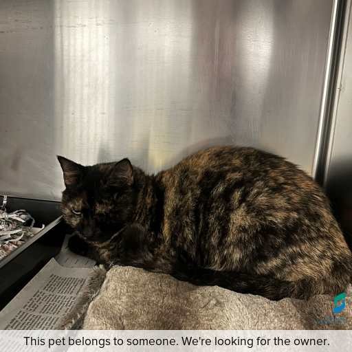 Photo of cat with ID of : C250984.
