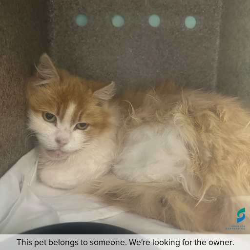 Photo of cat with ID of : C250986.