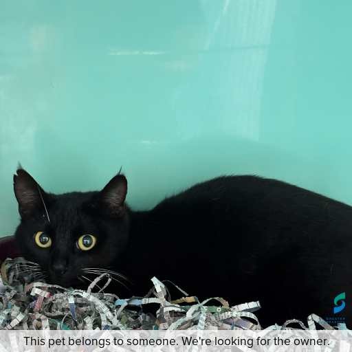 Photo of cat with ID of : C250987.