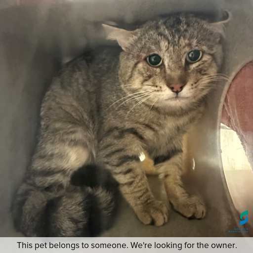 Photo of cat with ID of : C251021.