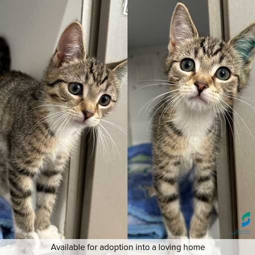 Photo of cat with ID of : C251025.