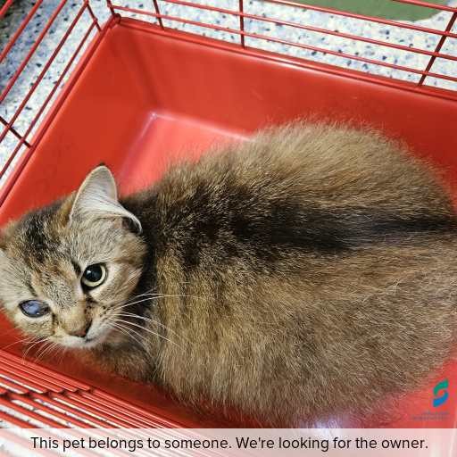 Photo of cat with ID of : C251082.