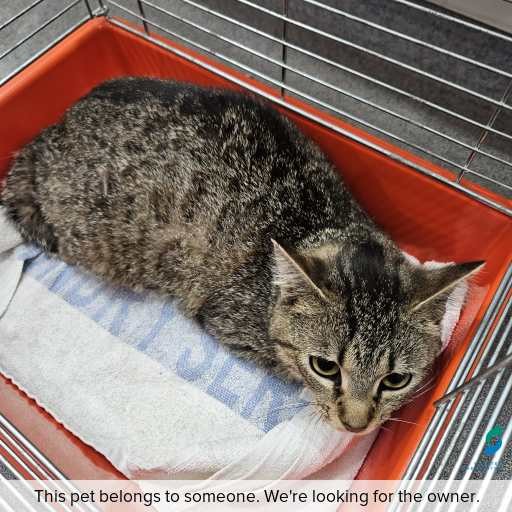 Photo of cat with ID of : C251083.