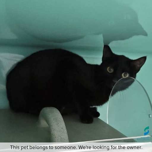 Photo of cat with ID of : C251151.