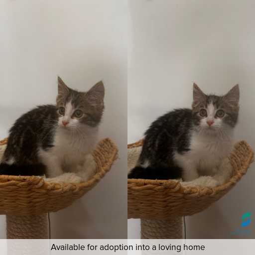 Photo of cat with ID of : C251157.