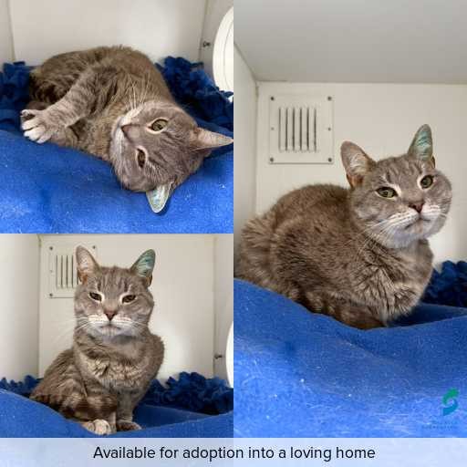 Photo of cat with ID of : C251162.