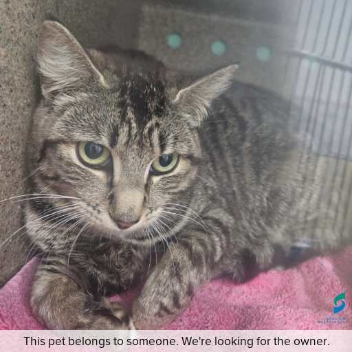 Photo of cat with ID of : C251168.