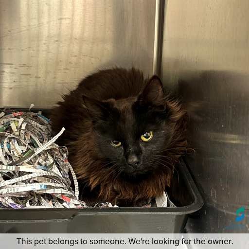 Photo of cat with ID of : C251171.