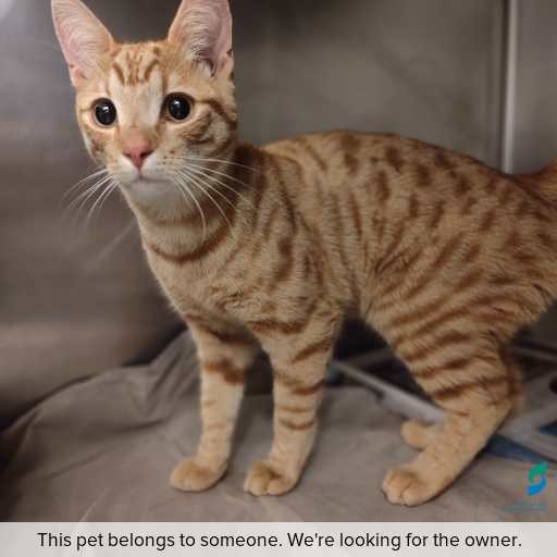 Photo of cat with ID of : C251180.