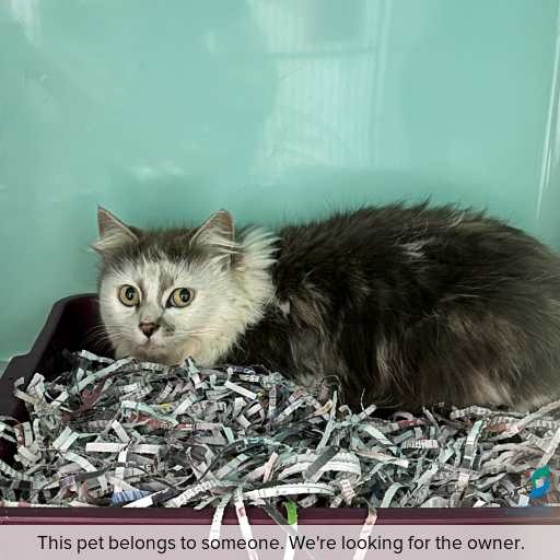 Photo of cat with ID of : C251190.