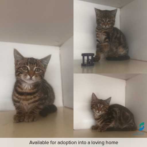 Photo of cat with ID of : C251191.