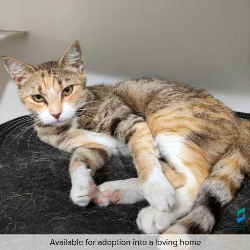 Photo of cat with ID of : C251210.