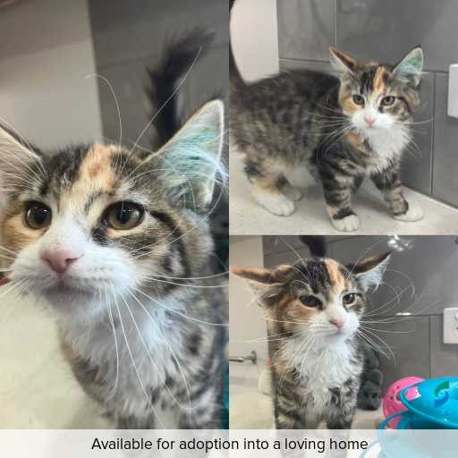 Photo of cat with ID of : C251225.