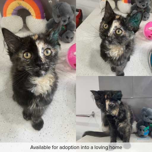 Photo of cat with ID of : C251226.