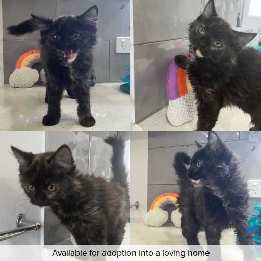 Photo of cat with ID of : C251227.