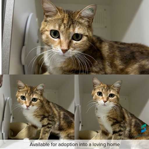 Photo of cat with ID of : C251277.