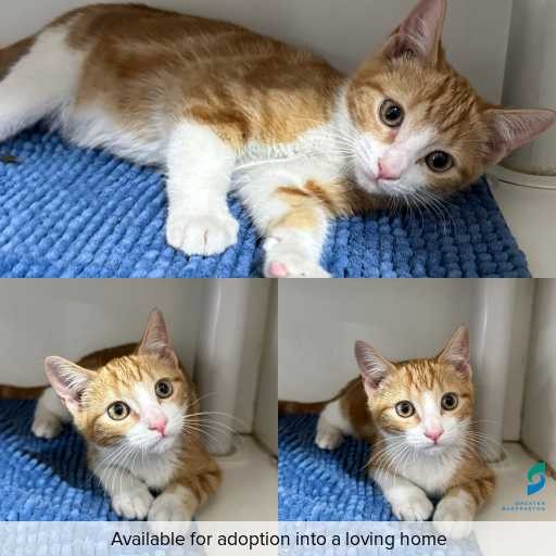 Photo of cat with ID of : C251279.