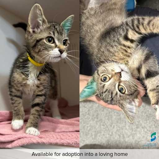 Photo of cat with ID of : C251296.