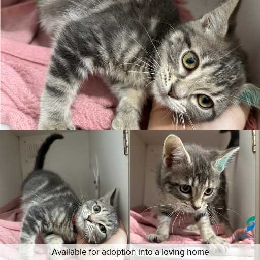 Photo of cat with ID of : C251297.