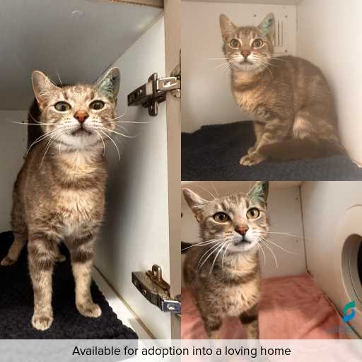 Photo of cat with ID of : C251298.