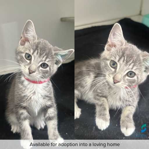 Photo of cat with ID of : C251305.