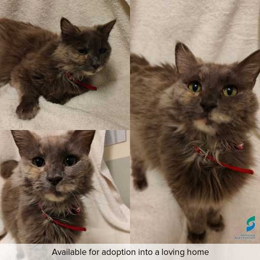 Photo of cat with ID of : C251310.