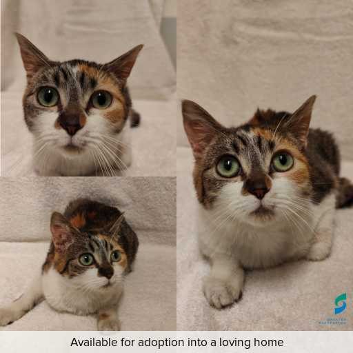 Photo of cat with ID of : C251315.