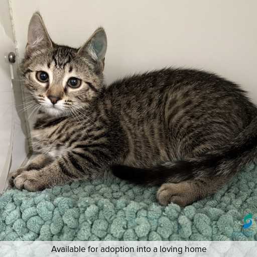 Photo of cat with ID of : C251318.