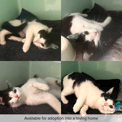 Photo of cat with ID of : C251327.