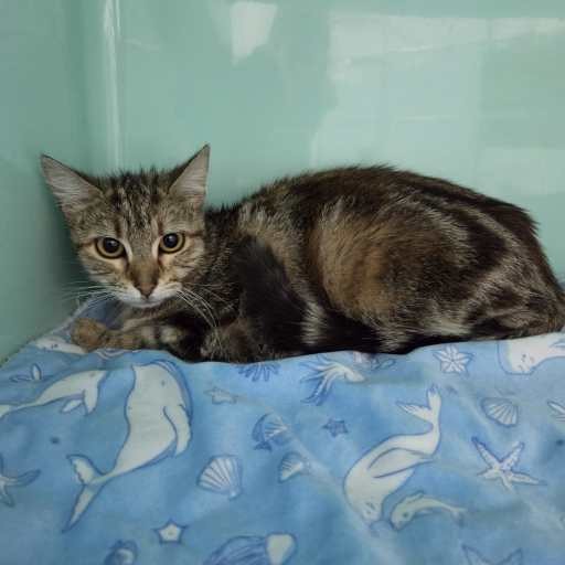 Photo of cat with ID of : C251329.