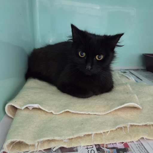 Photo of cat with ID of : C251330.