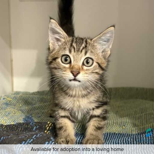 Photo of cat with ID of : C251339.