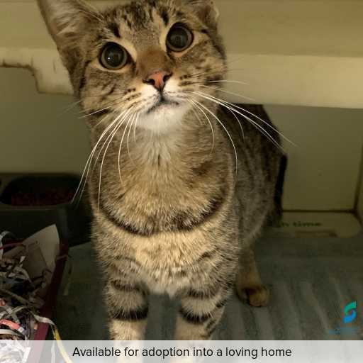 Photo of this cat.