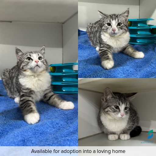 Photo of cat with ID of : C260489.